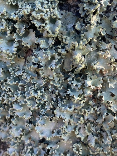 Parmotrema clavuliferum