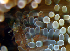 Periclimenes rathbunae