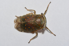 Itzalana submaculata