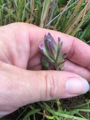 Chloropyron maritimum palustre