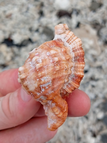 Monoplex aquatilis observed 2024-08-10