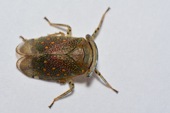 Itzalana submaculata