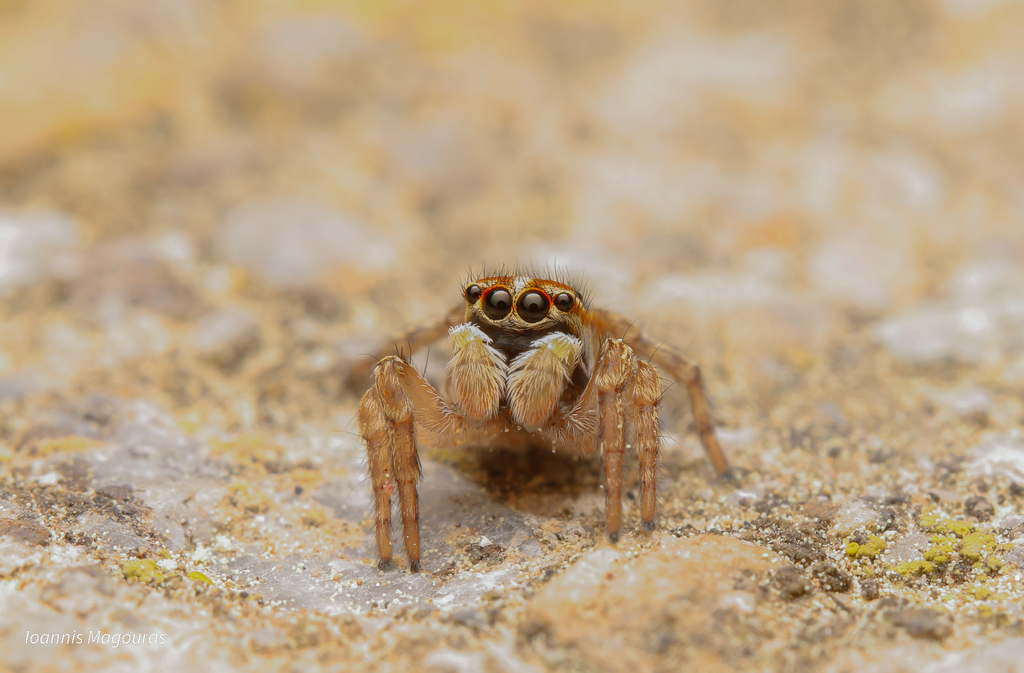 Habrocestum graecum
