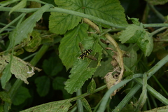 Xanthogramma pedissequum