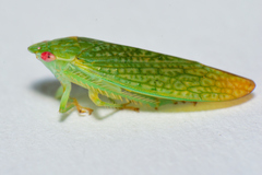 Rugosana