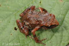 Eleutherodactylus maurus