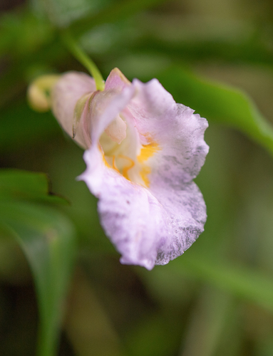 Impatiens arguta (Impatiens arguta)
