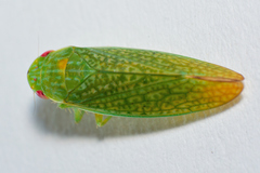 Rugosana