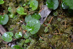 Viola sempervirens