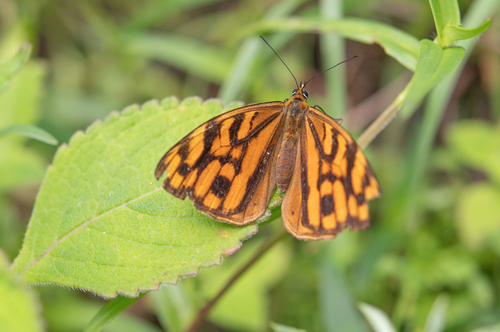 large tawny wall