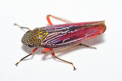 Graphocephala punctulata