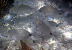 Diplodus
