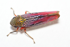 Graphocephala punctulata