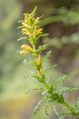 Pedicularis rex, photograph (c) Morten Ross, some rights reserved (CC BY)