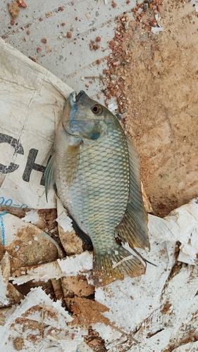 Redbelly Tilapia