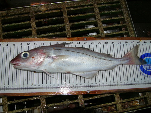 Haddock