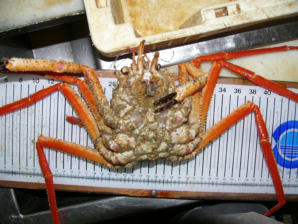Carrier Crabs