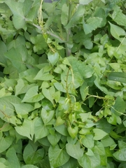 Magnoliopsida