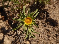 Asteriscus aquaticus