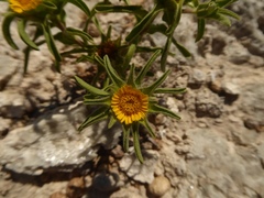 Asteriscus aquaticus