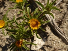 Asteriscus aquaticus