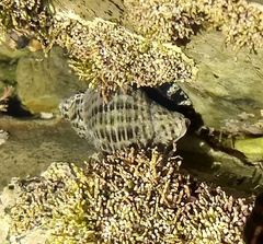 Acanthinucella punctulata