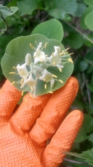 Lonicera reticulata