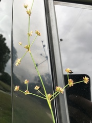 Juncus acuminatus