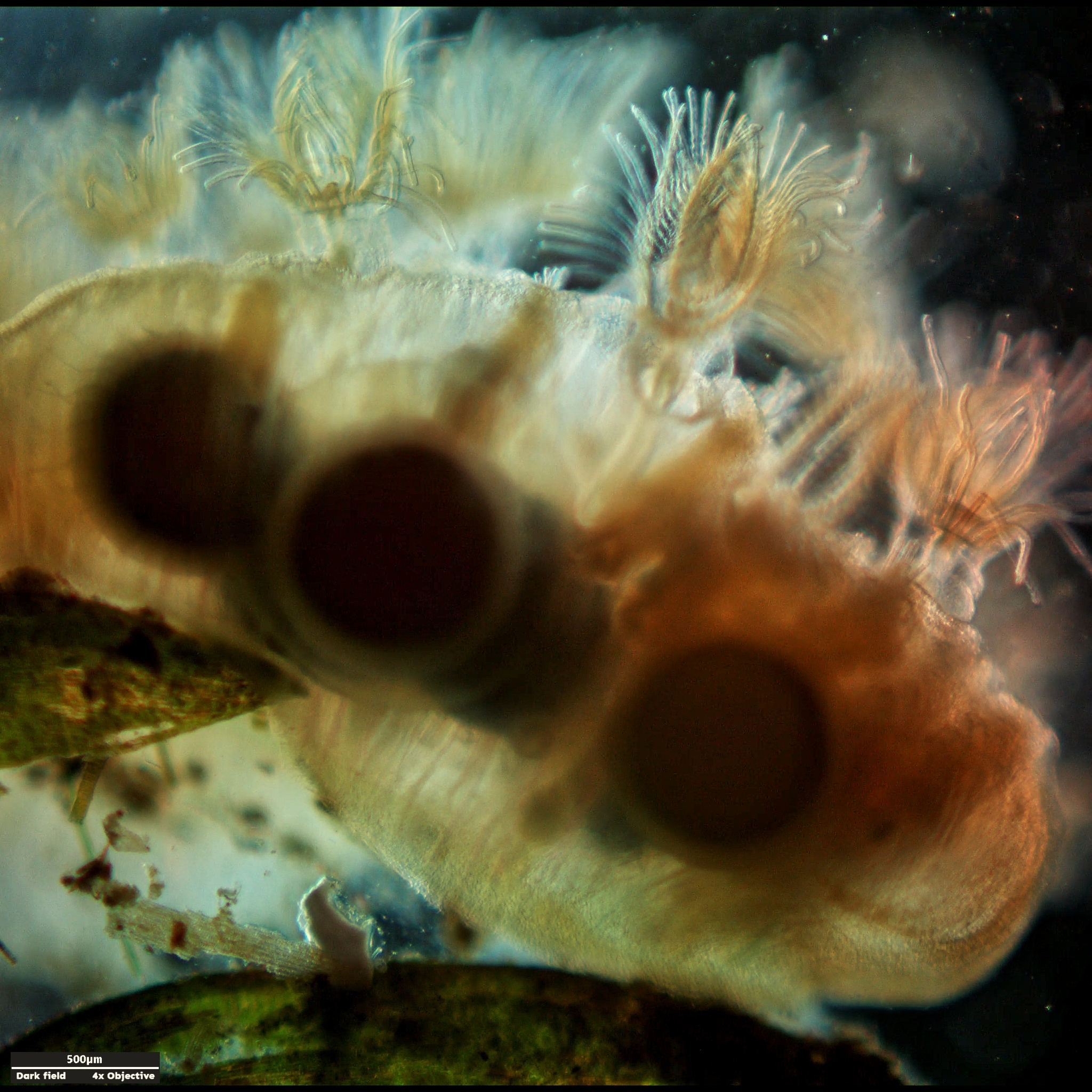 Cristatella mucedo Cuvier, 1798