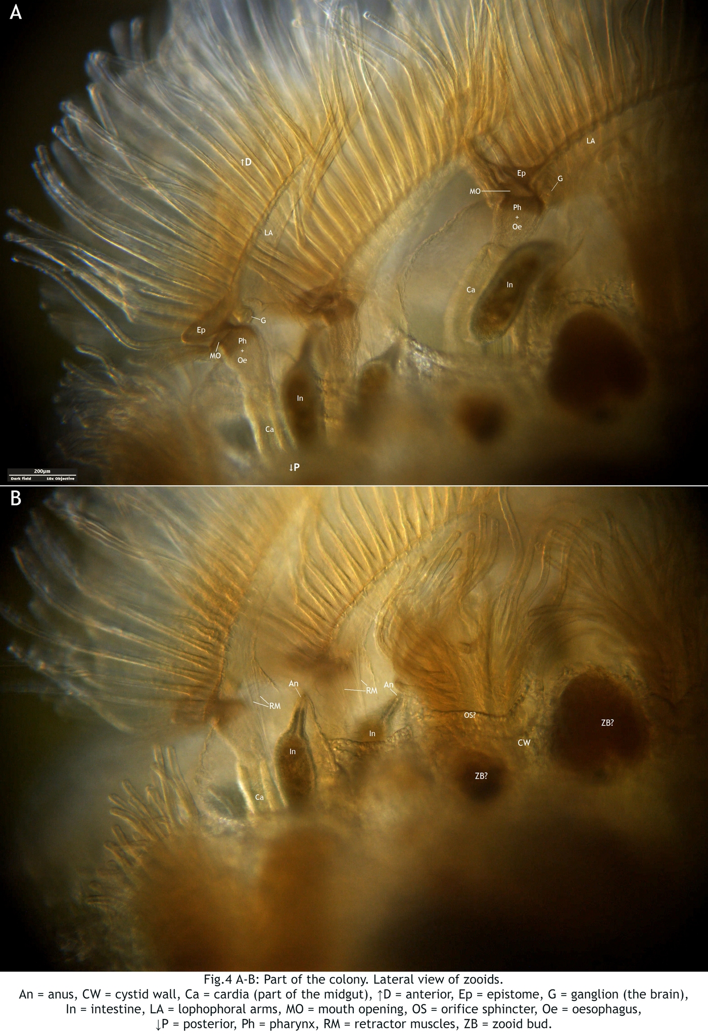 Cristatella mucedo Cuvier, 1798