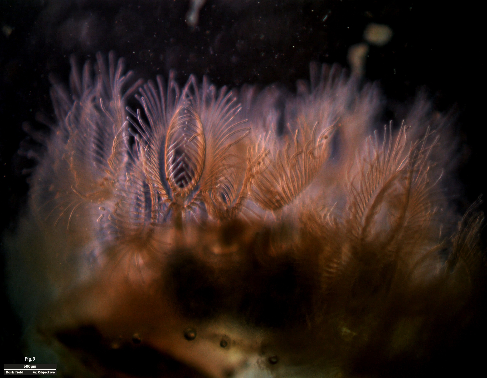 Cristatella mucedo Cuvier, 1798