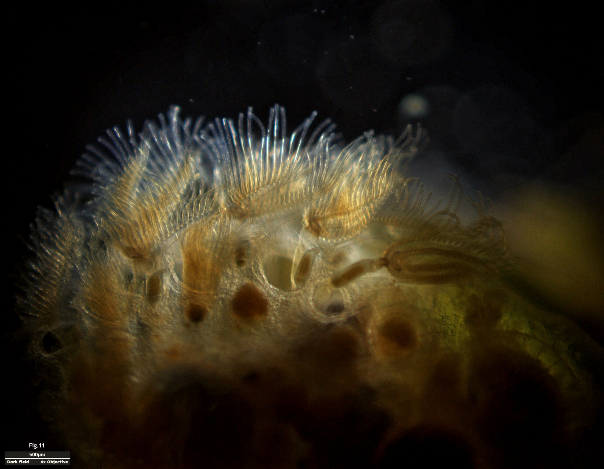 Cristatella mucedo Cuvier, 1798