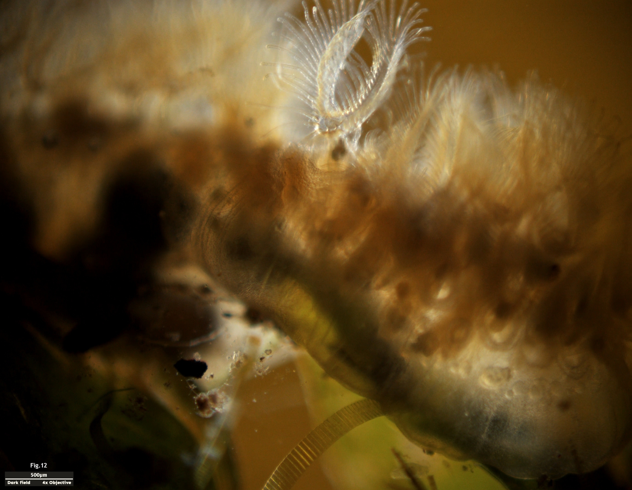 Cristatella mucedo Cuvier, 1798