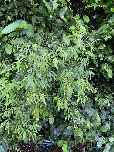 Vitex negundo iNat (2)