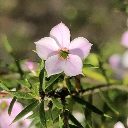 Coleonema pulchellum