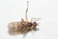 Boreothrinax maculipennis