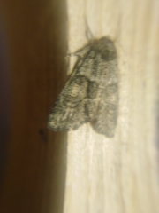 Cryphia fraudatricula