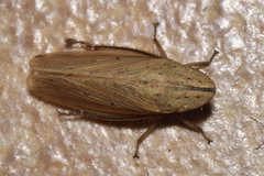 Prairiana
