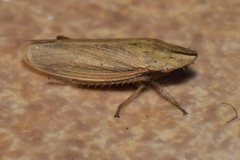 Prairiana