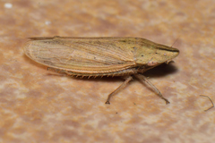 Prairiana