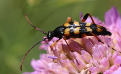 Strangalia attenuata