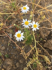 Matricaria