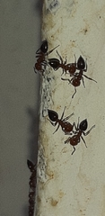 Crematogaster schmidti