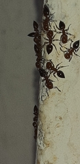 Crematogaster schmidti