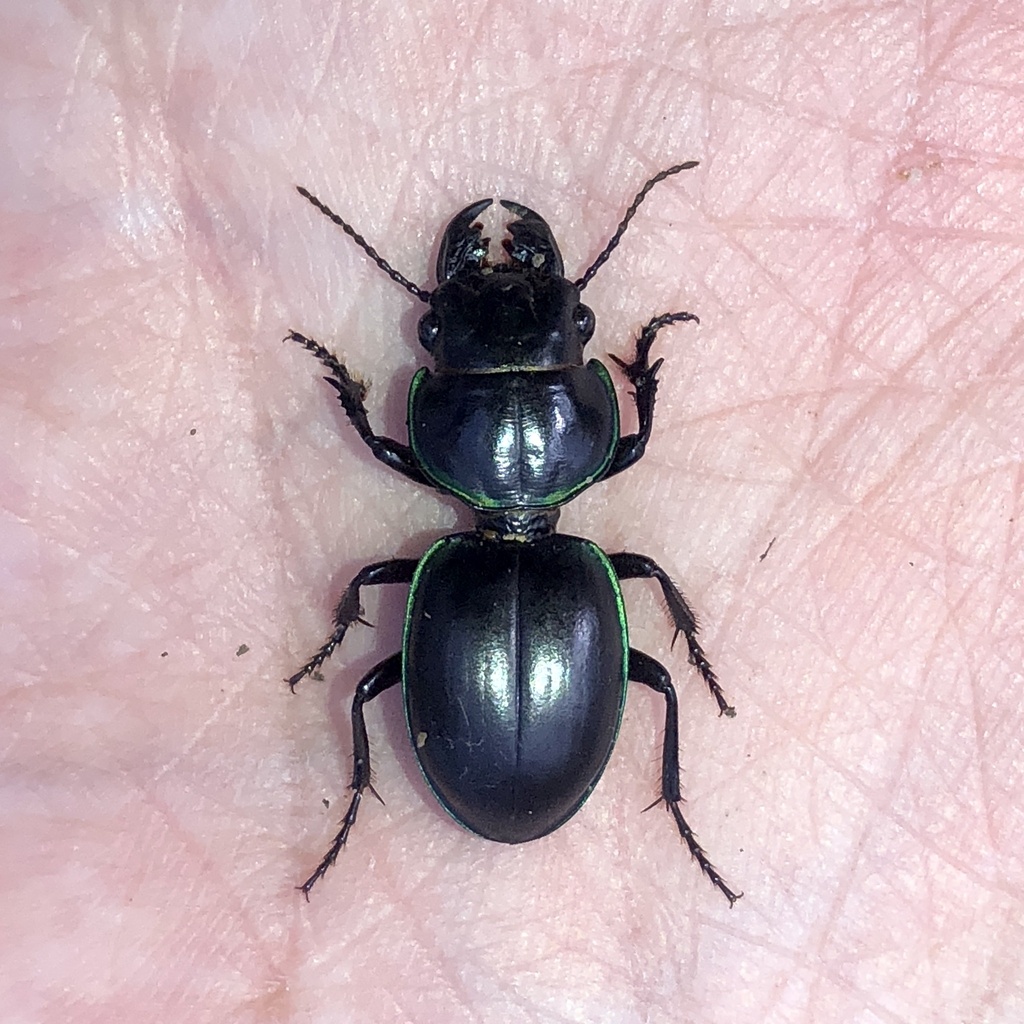 Carenum marginatum