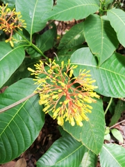 Palicourea guianensis