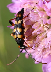 Strangalia attenuata
