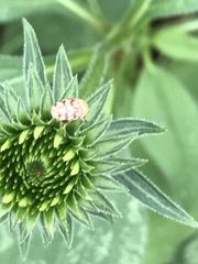 Cryptocephalus fulguratus