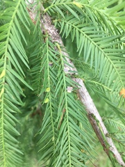 Taxodiomyia