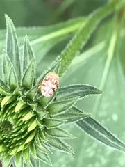 Cryptocephalus fulguratus